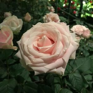 Meet your Posher, Jacquelyn